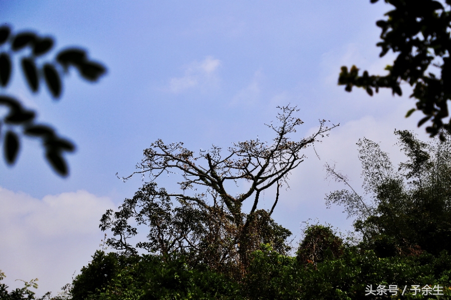 行麦径风景时宿轻沙绵风中