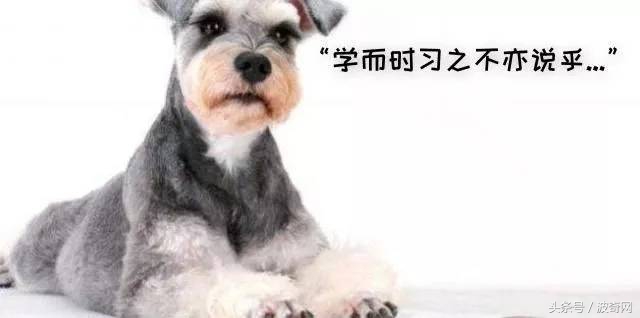 除了吃狗粮狗狗还能吃什么,狗狗能每天喂狗粮加鸡胸肉吗