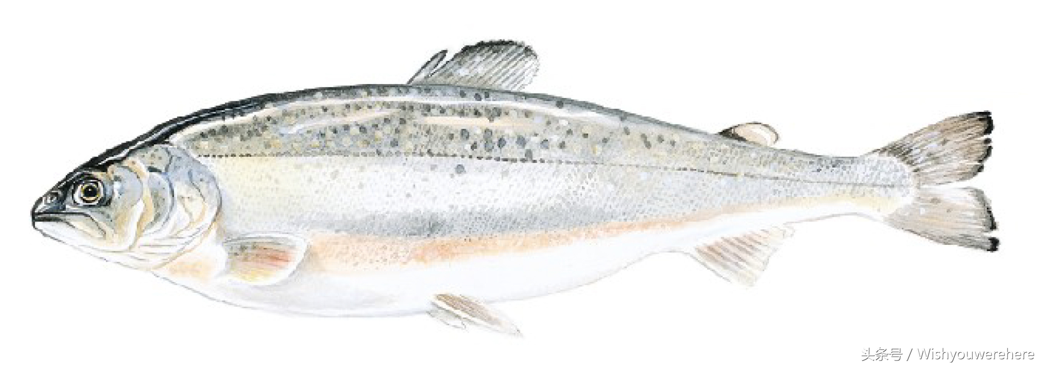 海鲜指南挪威,挪威美食海鲜大餐