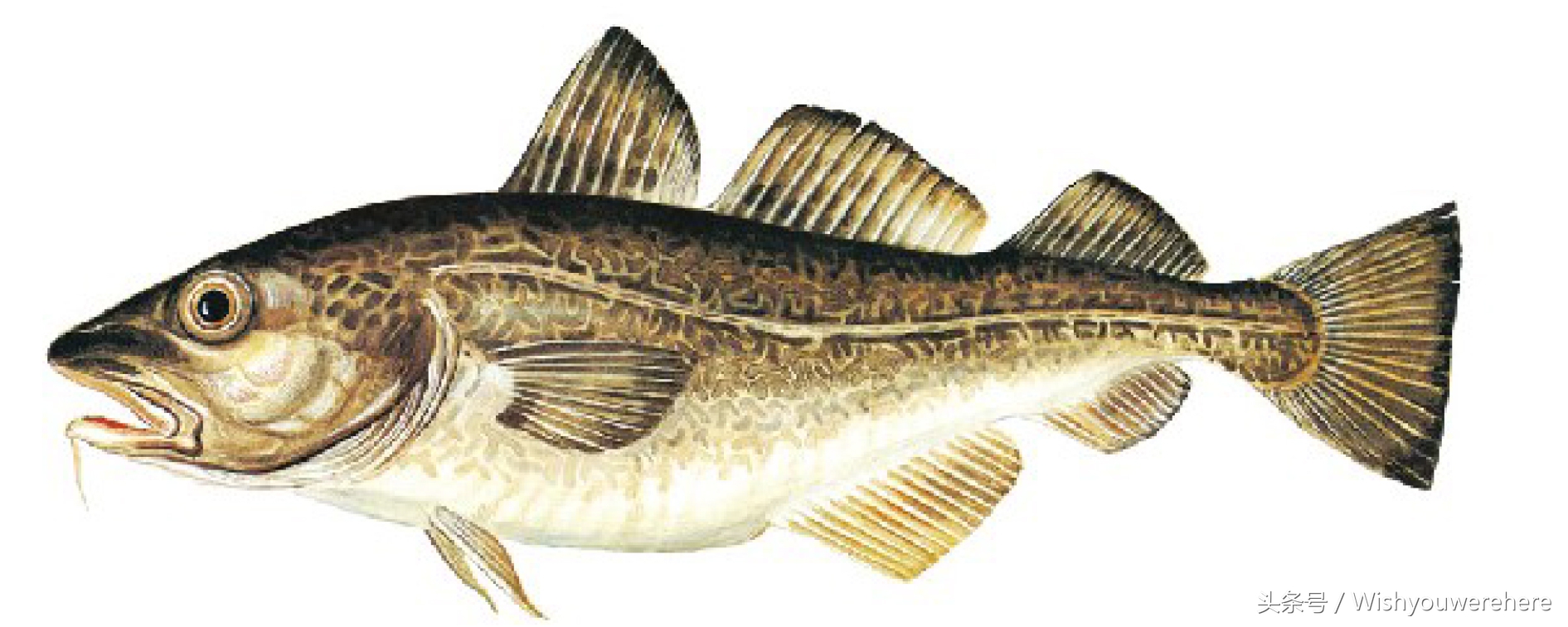 海鲜指南挪威,挪威美食海鲜大餐