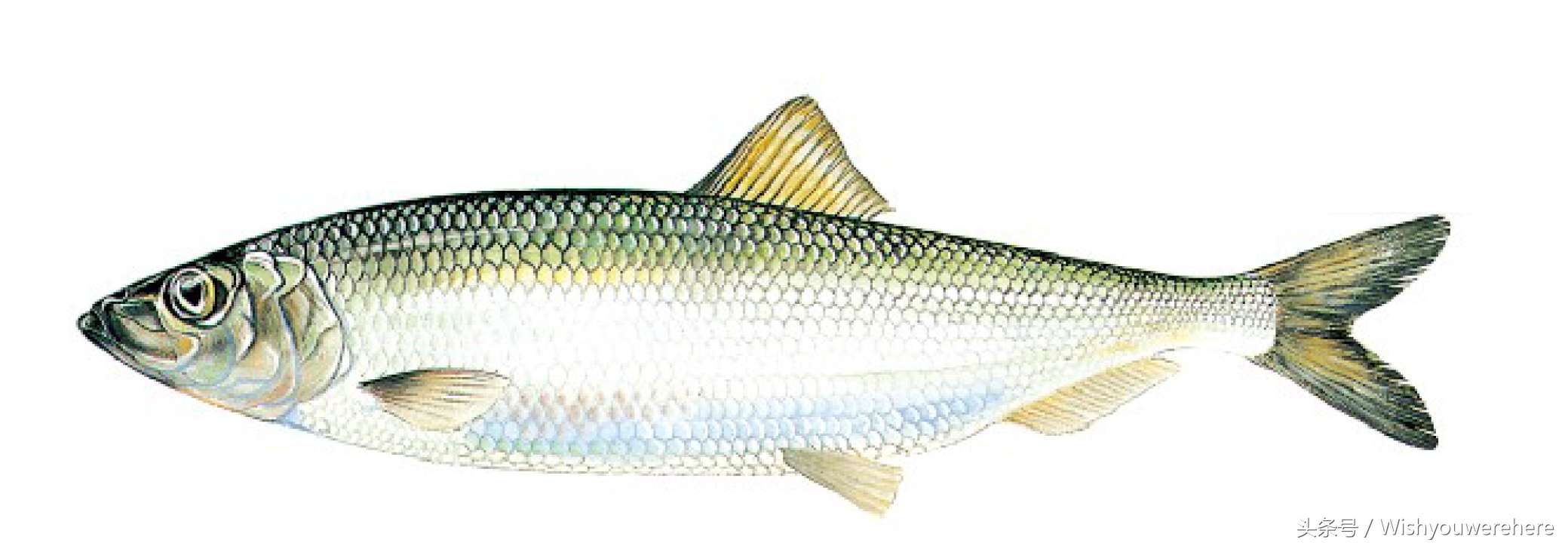 海鲜指南挪威,挪威美食海鲜大餐