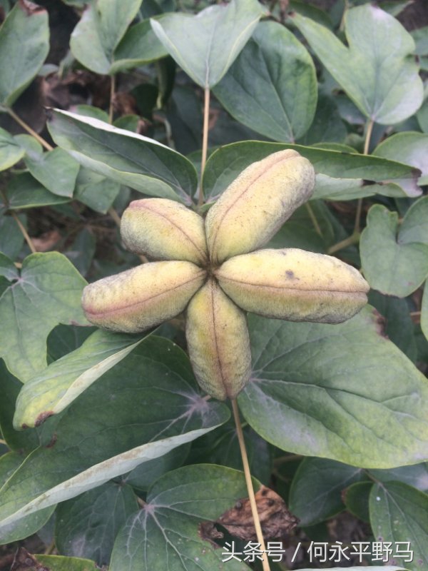 武胜县考察团赴岳池县考查牡丹种植基地