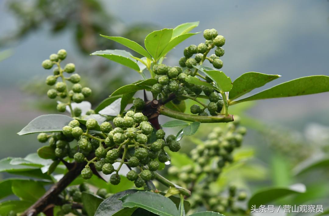 营山县老林镇众鑫泰花椒采摘,营山花椒产业园