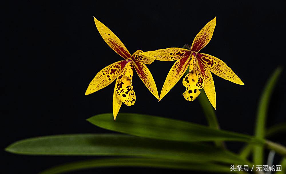 最经典的兰花诗全篇,十首著名的兰花诗句有哪些