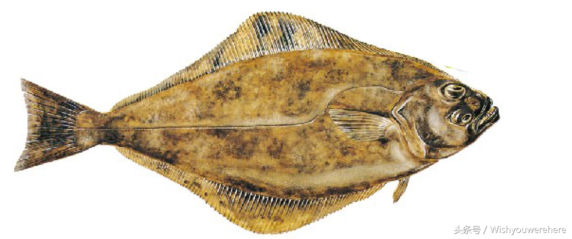 海鲜指南挪威,挪威美食海鲜大餐