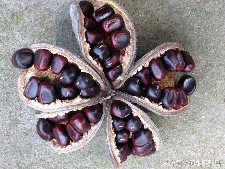 武胜县考察团赴岳池县考查牡丹种植基地