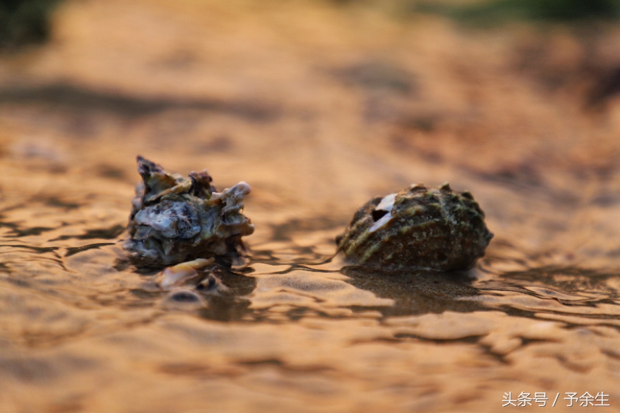 行麦径风景时宿轻沙绵风中