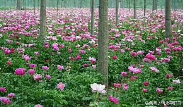 武胜县考察团赴岳池县考查牡丹种植基地