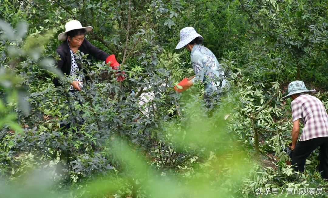 营山县老林镇众鑫泰花椒采摘,营山花椒产业园