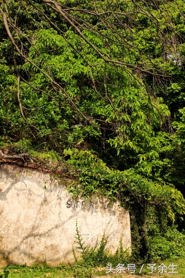 行麦径风景时宿轻沙绵风中