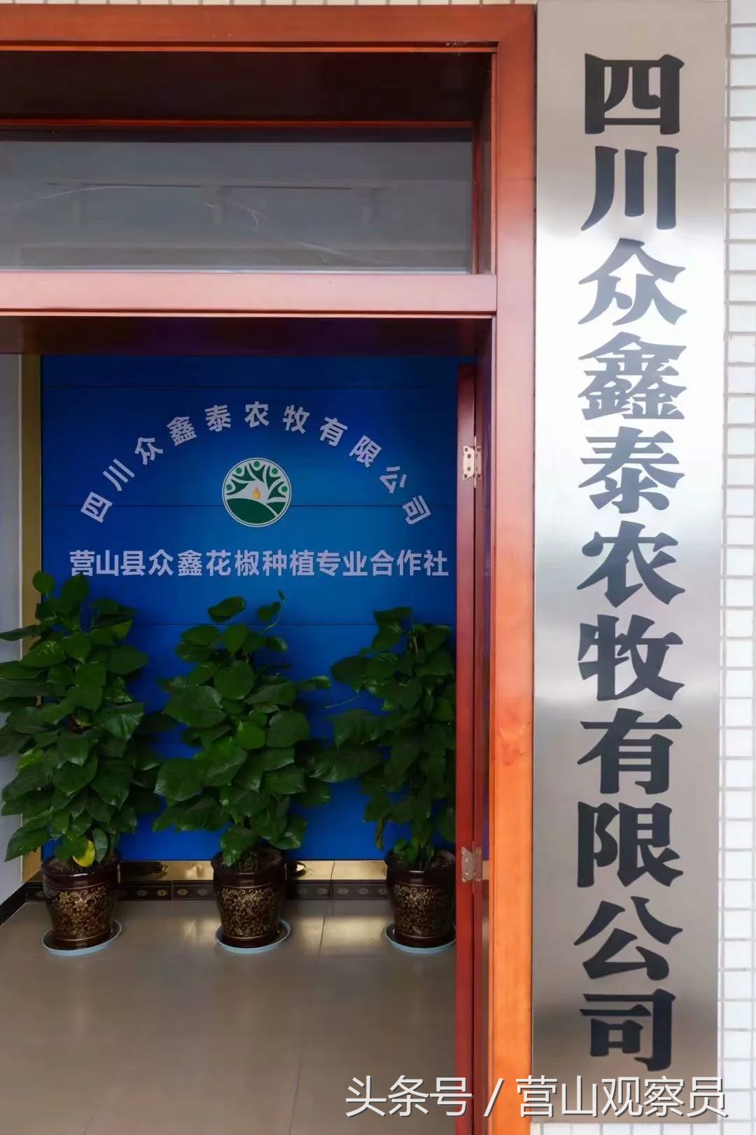 营山县老林镇众鑫泰花椒采摘,营山花椒产业园