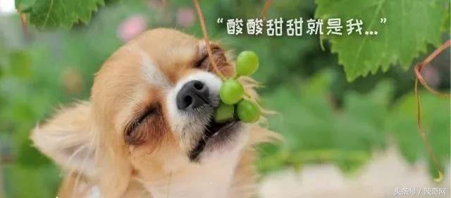 除了吃狗粮狗狗还能吃什么,狗狗能每天喂狗粮加鸡胸肉吗