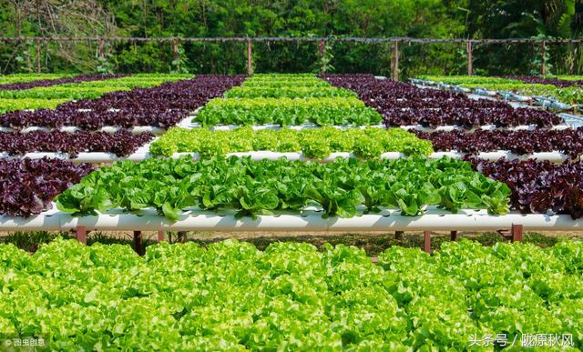 农村致富之路100种赚钱方法,农村创业致富小项目有哪些