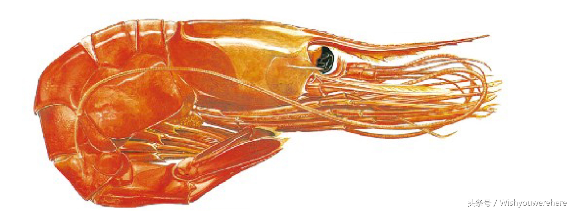 海鲜指南挪威,挪威美食海鲜大餐