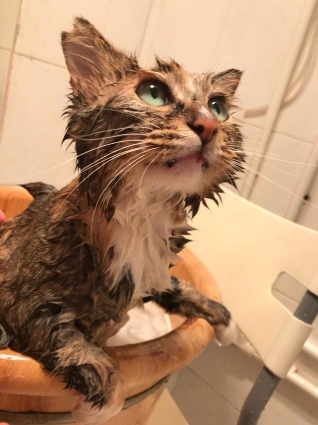 怎样克服猫咪怕水不爱洗澡的问题,猫咪为什么怕水怕洗澡
