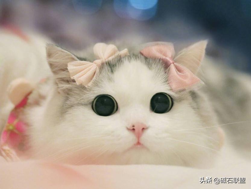 养宠物需要知道的知识,养宠物需要具备哪些知识