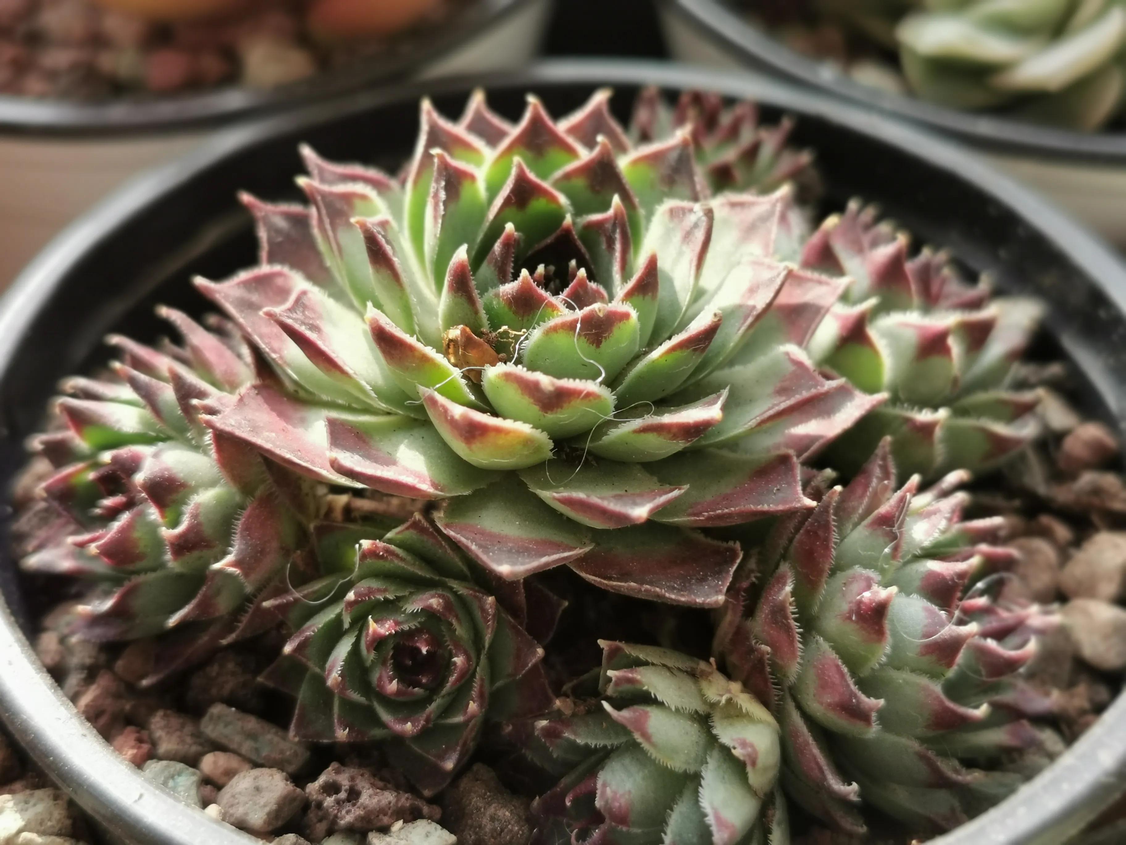 多肉品种大全大集合,多肉35元一盆图片