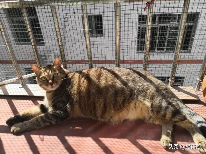 高层养猫到底要不要封窗,封窗养猫