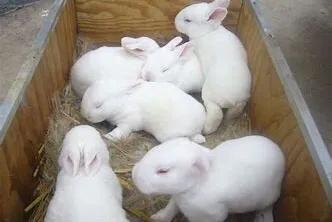 刚生出来的兔子注意事项,养宠物兔注意事项兔子怕凉吗