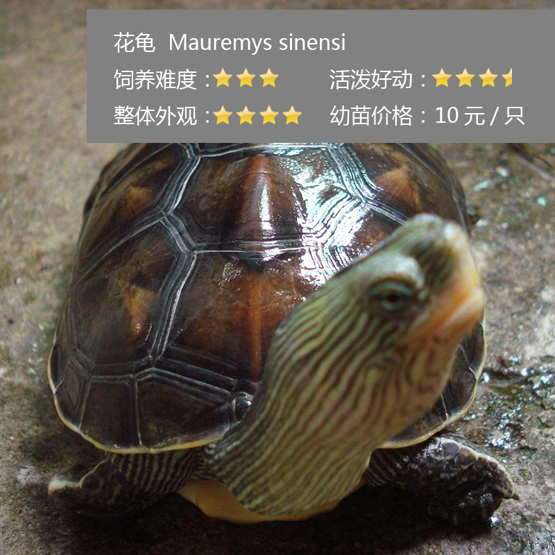 新手养龟买多大龟比较好养,新手养龟哪种龟最好养