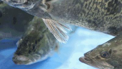 国内淡水十大凶猛鱼类排行,十大掠食性鱼类排名