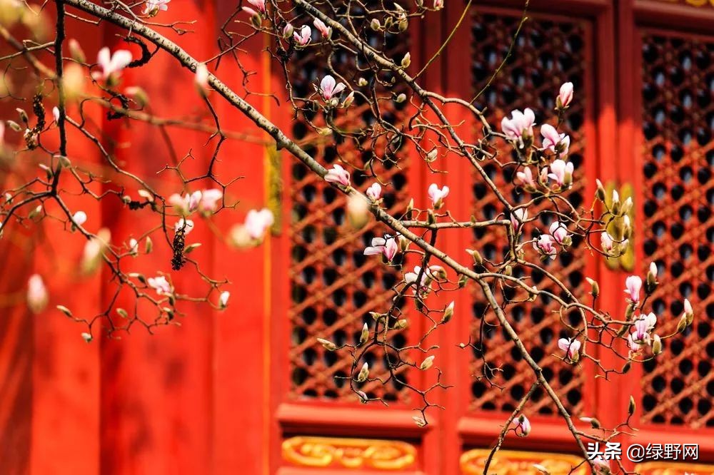 赏花好时节,赏花感言一句话