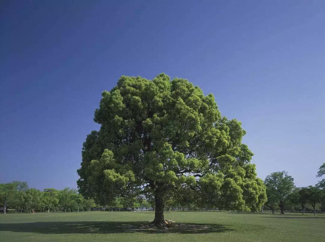 绿化用苗有哪些好品种,现在春季绿化都有哪些绿化苗