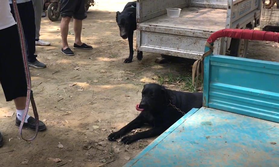 拉布拉多被主人卖给狗贩子,100斤拉布拉多被送到狗市售卖