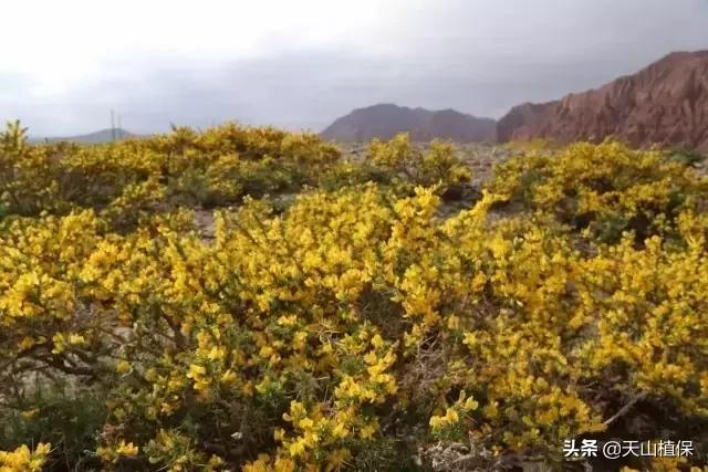 戈壁当中最常见的植物,在野外都能捡到的稀有植物