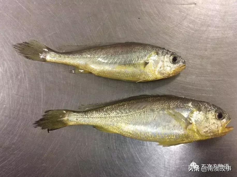 最受欢迎的海洋鱼排名,最受欢迎的十大海鲜