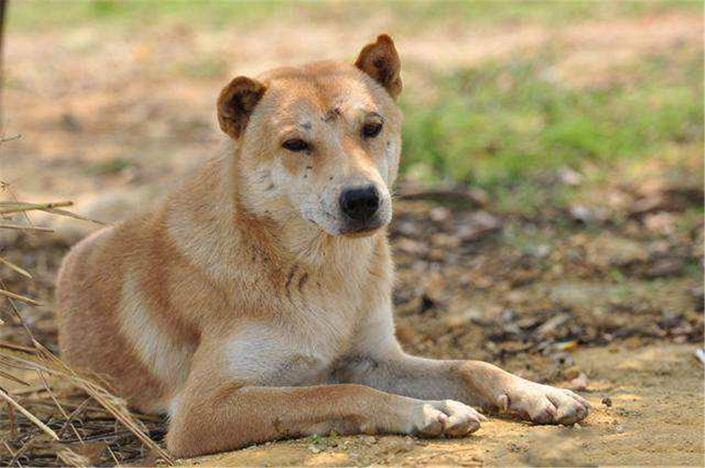流浪狗被骨头卡住了,可怜的流浪狗脖子被铁丝卡住了
