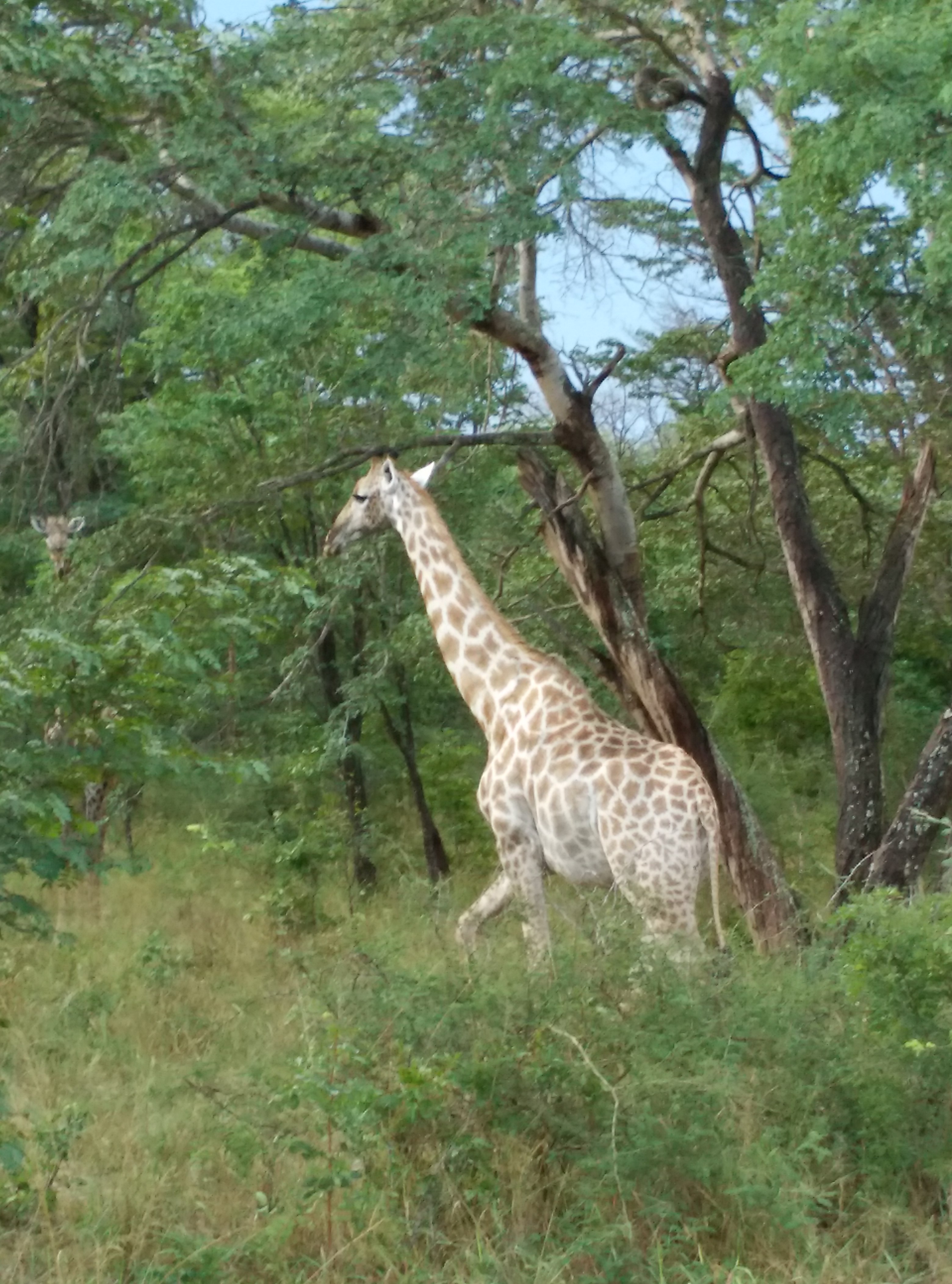 海外生活篇章第一站——非洲津巴布韦