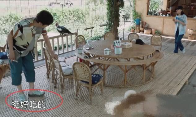 向往的生活第四季张子枫黄磊,向往的生活第四季香蕉园