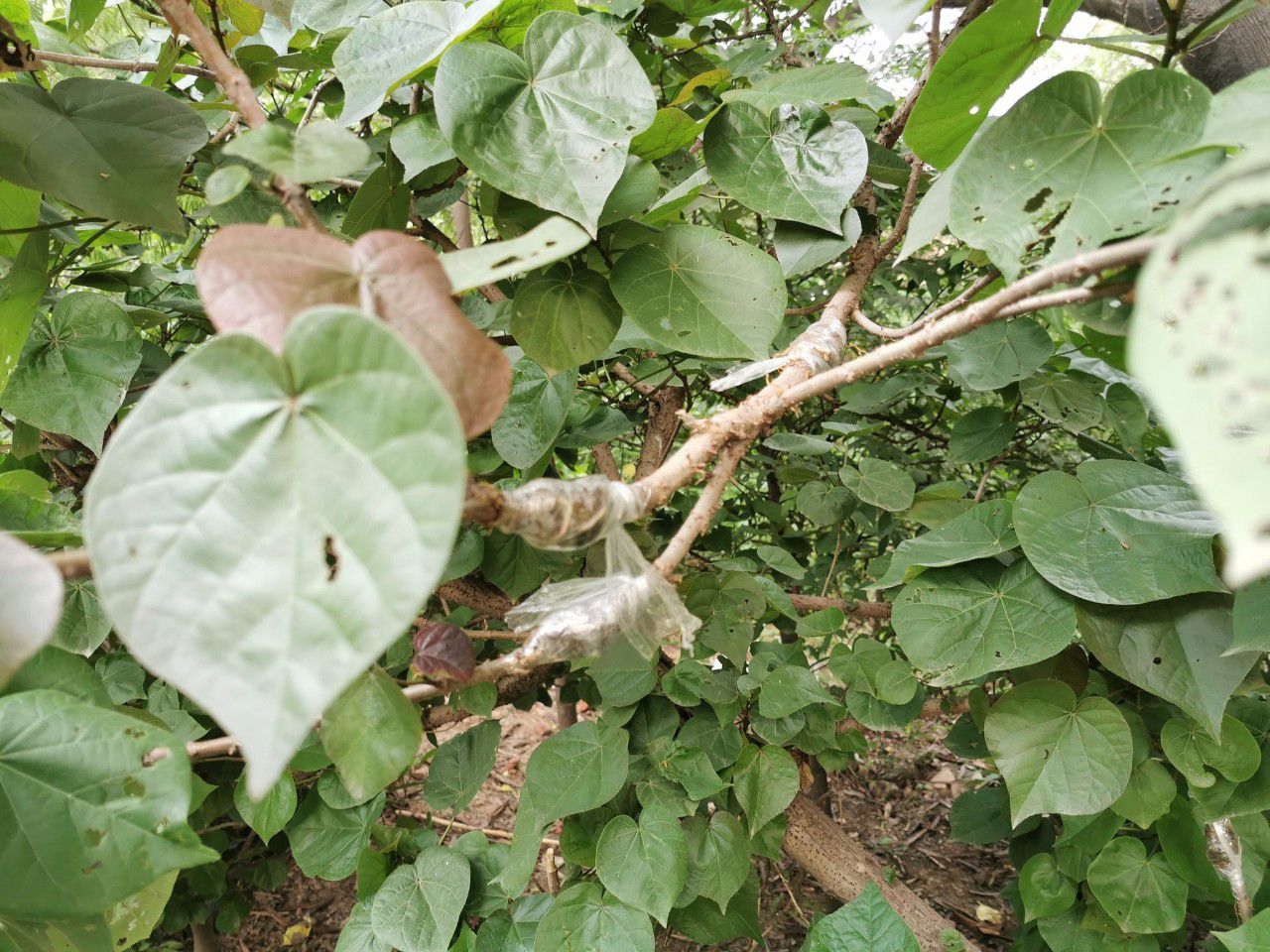 常见的花卉繁殖方法有哪些,繁殖花卉的方法解析