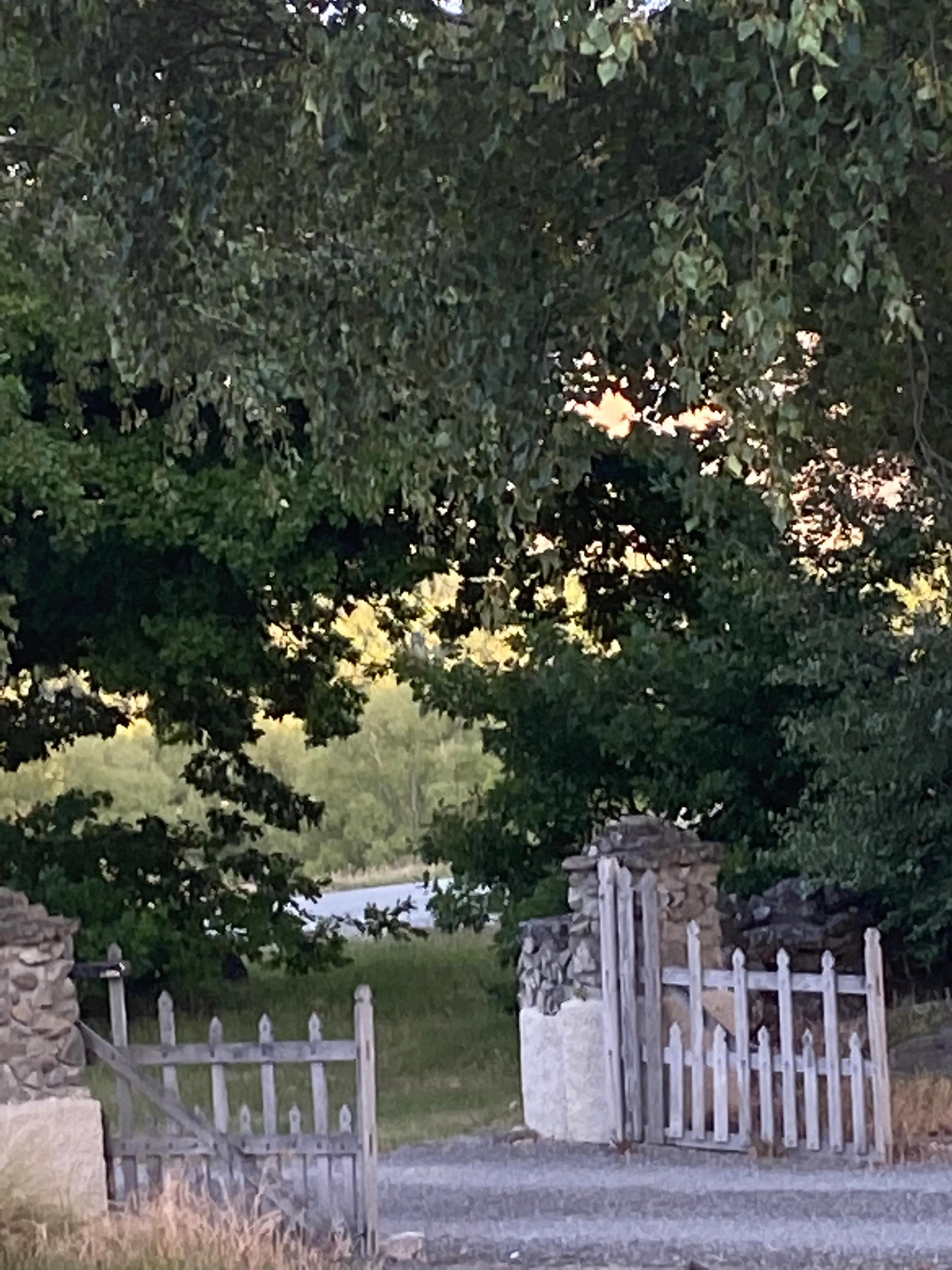 风吹过湖边,风吹过湖边柳树