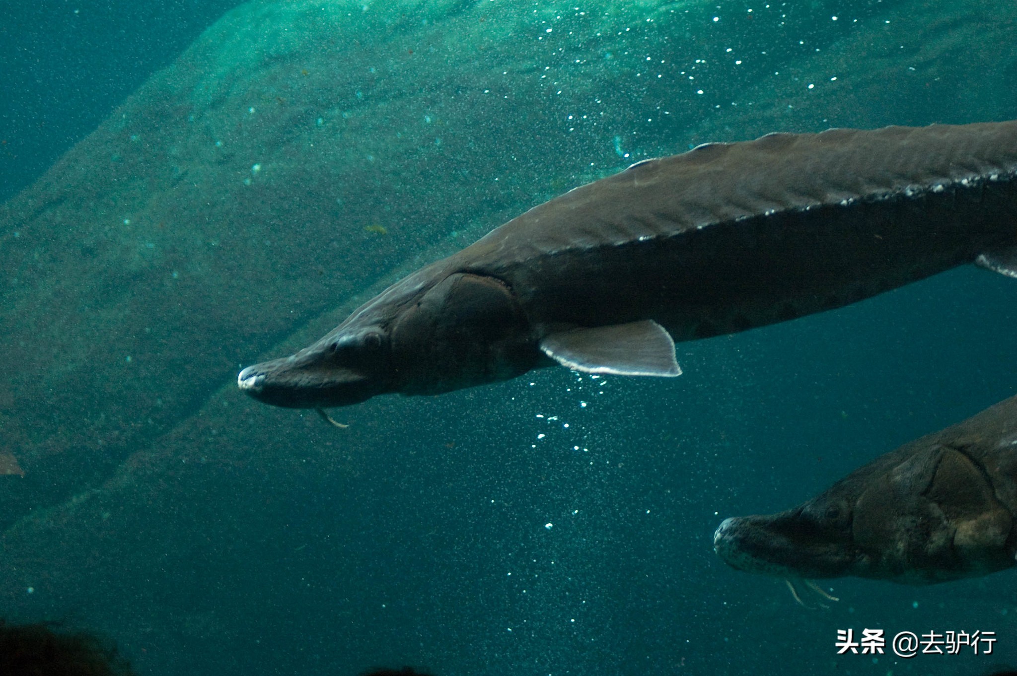 顶级鱼子酱有多贵,鱼子酱到底有多贵