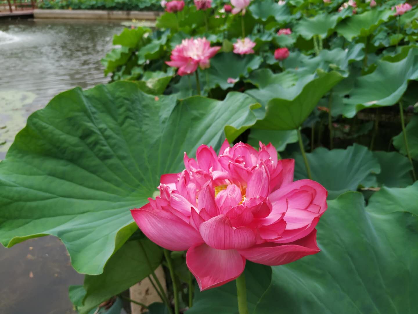 青荷盖绿水微山湖十万亩荷花盛放,微山湖红荷湿地公园的荷花何时开