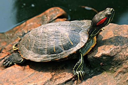 人类十大不能吃的野生动物是什么，其排名如何？