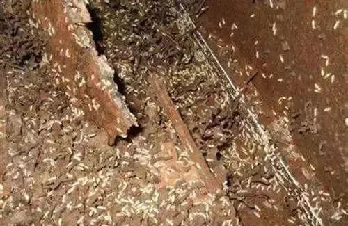 白蚁猖獗,南方有白蚁怎么消灭
