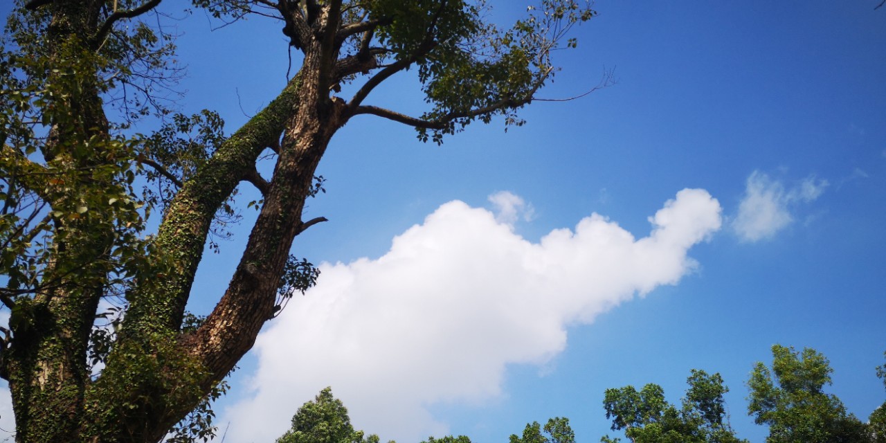 深圳甘坑客家小镇春节旅游,深圳古镇甘坑客家小镇攻略