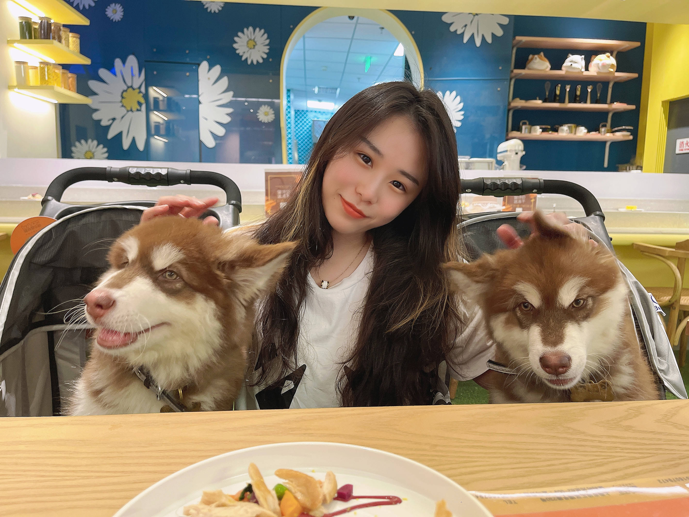 第一次养阿拉斯加犬需要注意什么,阿拉斯加犬怎么养新手必看