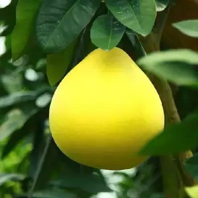 最全海南水果上市时间表,海南水果上市时间表收藏版