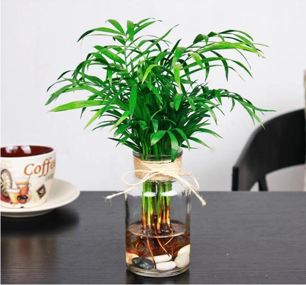 最适合懒人水培的植物,有哪些植物是水培的好看且易养