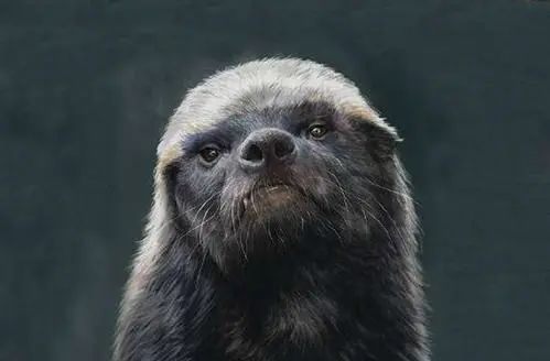 吃毒蛇就像辣条的平头哥,平头哥捕捉毒蛇就像吃辣条