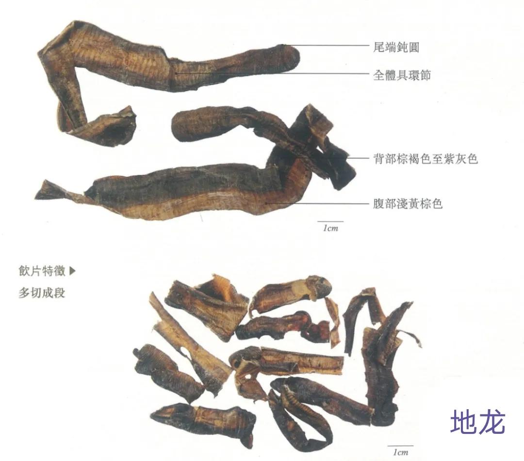 中药地龙怎么服用,中药地龙十大功效