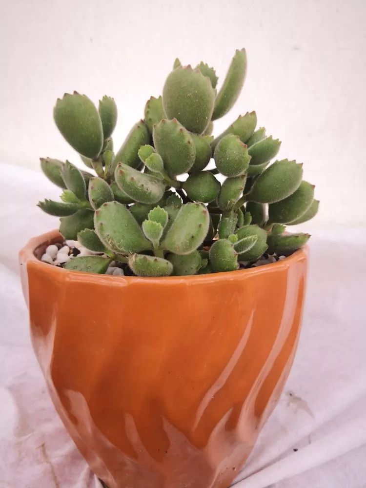 一花一叶一世界多肉,一花一世界多肉之美