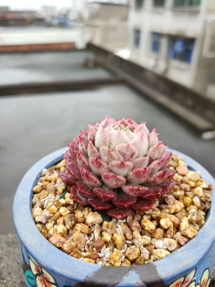 疫情期间在家欣赏多肉,疫情期间被多肉治愈