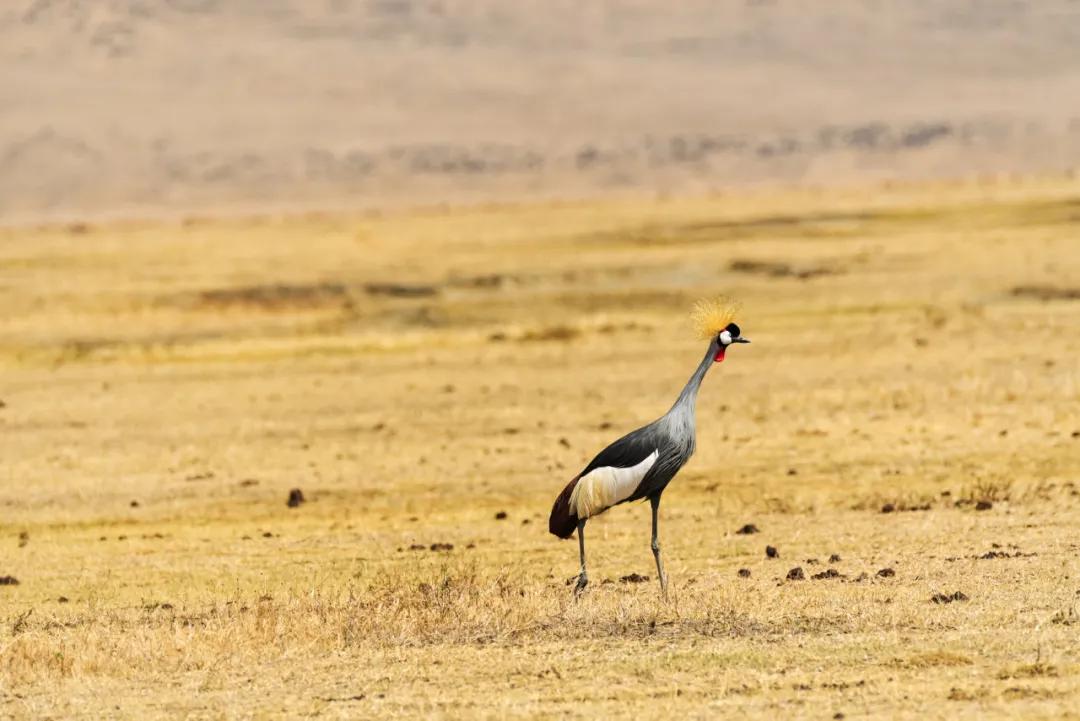 长颈鹤简易画法,灰冠鹤的图片大全