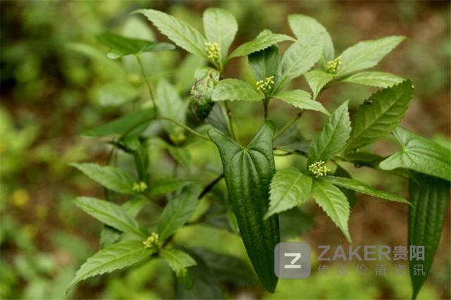 贵州榕江黑木耳丰收助农增收致富,贵州黔西林下养殖闯出致富路