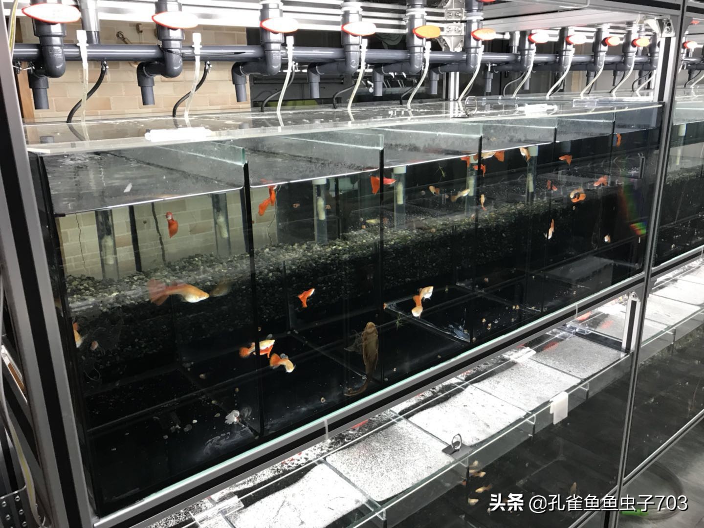 合缸后出现死鱼怎么办,养鱼如何防止死一缸